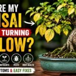 My Bonsai Leaves Turning Yellow