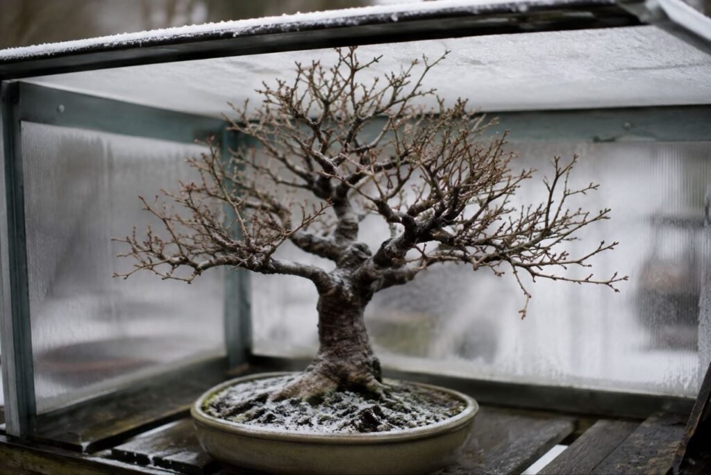 Japanese acer bonsai sheltered outdoors during winter in a cold frame