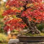 Mature acer palmatum japanese maple bonsai with red autumn leaves in a ceramic pot