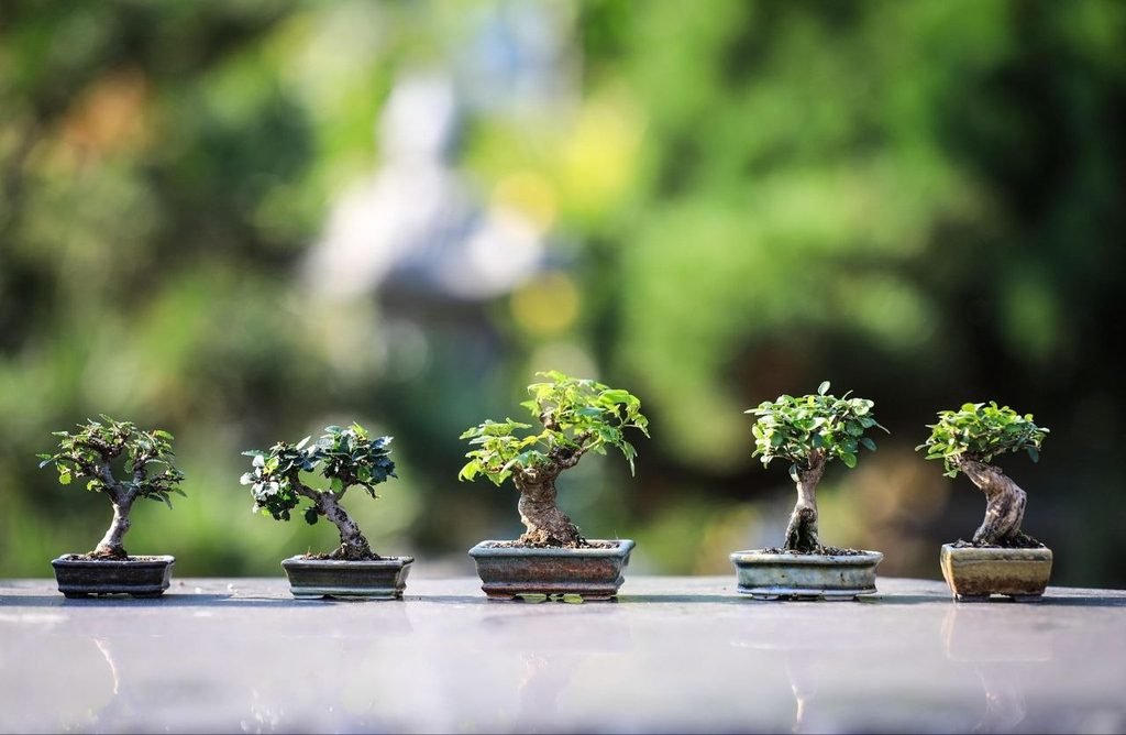 Acer Palmatum Japanese Maple Bonsai