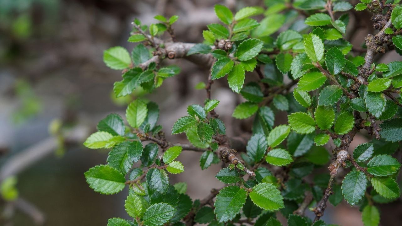 How to Grow and Care for a Chinese Elm Bonsai Tree