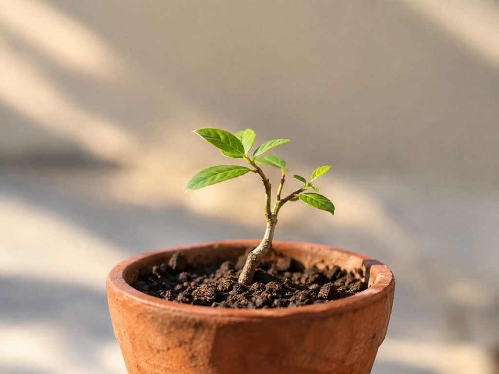 young bonsai seedling growing in a small terracotta pot