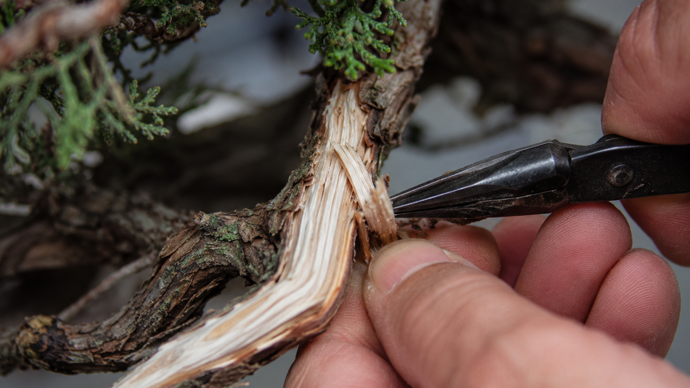 Bark removal technique for how to create deadwood on bonsai jin and shari